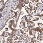 Merck Anti-IFIH1 antibody produced in rabbit