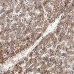 Merck Anti-HPN antibody produced in rabbit
