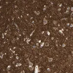 Merck Anti-ICAM5 antibody produced in rabbit