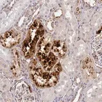 Merck Anti-IGFBP7 antibody produced in rabbit