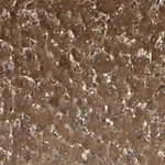Merck Anti-C1orf159 antibody produced in rabbit