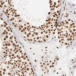 Merck Anti-ILF3 antibody produced in rabbit