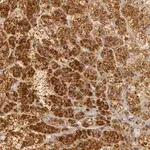 Merck Anti-C7 antibody produced in rabbit