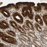 Merck Anti-TMEM230 antibody produced in rabbit