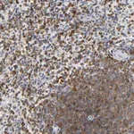 Merck Anti-CAPN10 antibody produced in rabbit