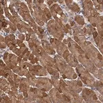Merck Anti-LRRC75B antibody produced in rabbit