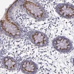 Merck Anti-RAB41 antibody produced in rabbit