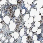 Merck Anti-CBX4 antibody produced in rabbit
