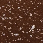 Merck Anti-RAB3A antibody produced in rabbit