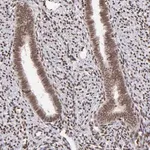 Merck Anti-ZFX antibody produced in rabbit