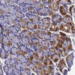 Merck Anti-CCDC22 antibody produced in rabbit