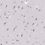 Merck ANTI-RRP7A antibody produced in rabbit