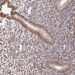 Merck Anti-ZFX antibody produced in rabbit