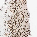 Merck Anti-ZNF134 antibody produced in rabbit