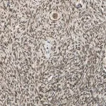 Merck Anti-ZNF135 antibody produced in rabbit