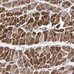 Merck Anti-ZNF175 antibody produced in rabbit