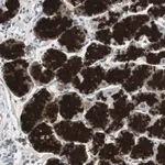 Merck Anti-ZMPSTE24 antibody produced in rabbit