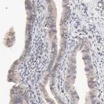Merck Anti-ZNF157 antibody produced in rabbit