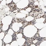 Merck Anti-ZKSCAN8 antibody produced in rabbit
