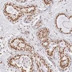 Merck Anti-ZNF275 antibody produced in rabbit