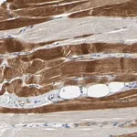 Merck Anti-ZNF236 antibody produced in rabbit