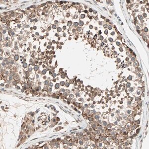Merck Anti-ZNF37A antibody produced in rabbit