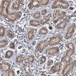 Merck Anti-ZNF419 antibody produced in rabbit