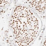 Merck Anti-ZNF540 antibody produced in rabbit