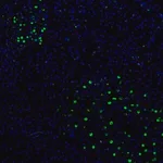Merck Anti-ZNF3 antibody produced in rabbit