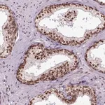 Merck Anti-ZNF75D antibody produced in rabbit