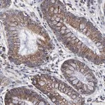 Merck Anti-ZNF550 antibody produced in rabbit