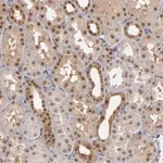 Merck Anti-ZNF75A antibody produced in rabbit