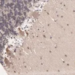 Merck Anti-ZNF764 antibody produced in rabbit