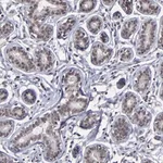 Merck Anti-ZNF773 antibody produced in rabbit