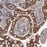 Merck Anti-ZNF780B antibody produced in rabbit