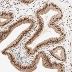 Merck Anti-ZNF782 antibody produced in rabbit