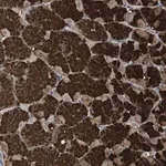 Merck Anti-ZSCAN22 antibody produced in rabbit