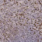 Merck Anti-ZYX antibody produced in rabbit