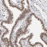 Merck ANTI-IRF9 antibody produced in rabbit