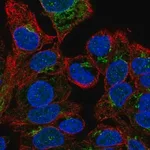Merck Anti-F5 antibody produced in rabbit