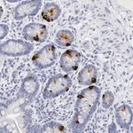 Merck Anti-KHNYN antibody produced in rabbit