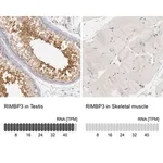 Merck Anti-RIMBP3 antibody produced in rabbit