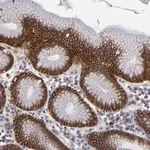 Merck ANTI-EXD2 antibody produced in rabbit