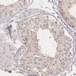 Merck Anti-G2E3 antibody produced in rabbit