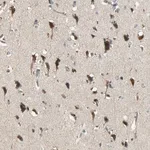 Merck Anti-KEAP1 antibody produced in rabbit