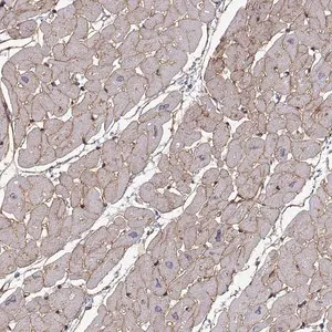 Merck Anti-LAMB2 antibody produced in rabbit
