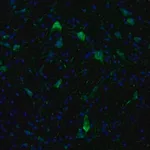 Merck Anti-KIF5A antibody produced in rabbit