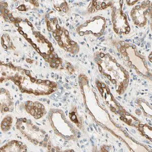 Merck Anti-LAMA3 antibody produced in rabbit