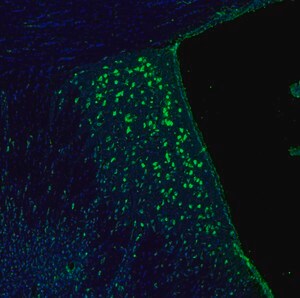 Merck Anti-RPL9 antibody produced in rabbit