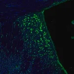 Merck Anti-RPL9 antibody produced in rabbit